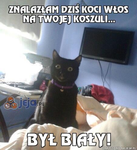 Znalazłam dziś koci włos na Twojej koszuli...