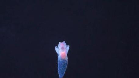 Morskie anioły - najpiękniejsze ślimaki na Ziemi