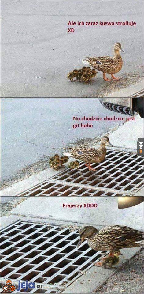 Kaczany troll