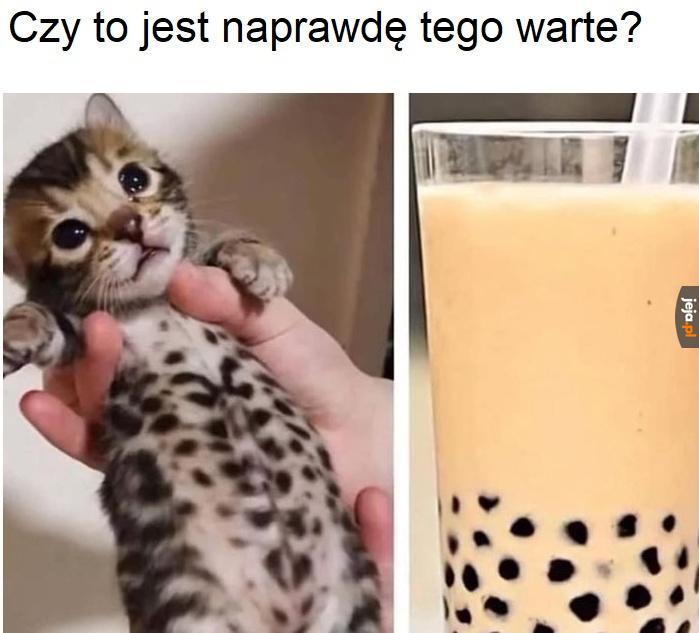 Szkoda kota