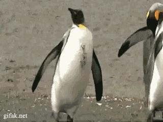 Nawalony pingwin