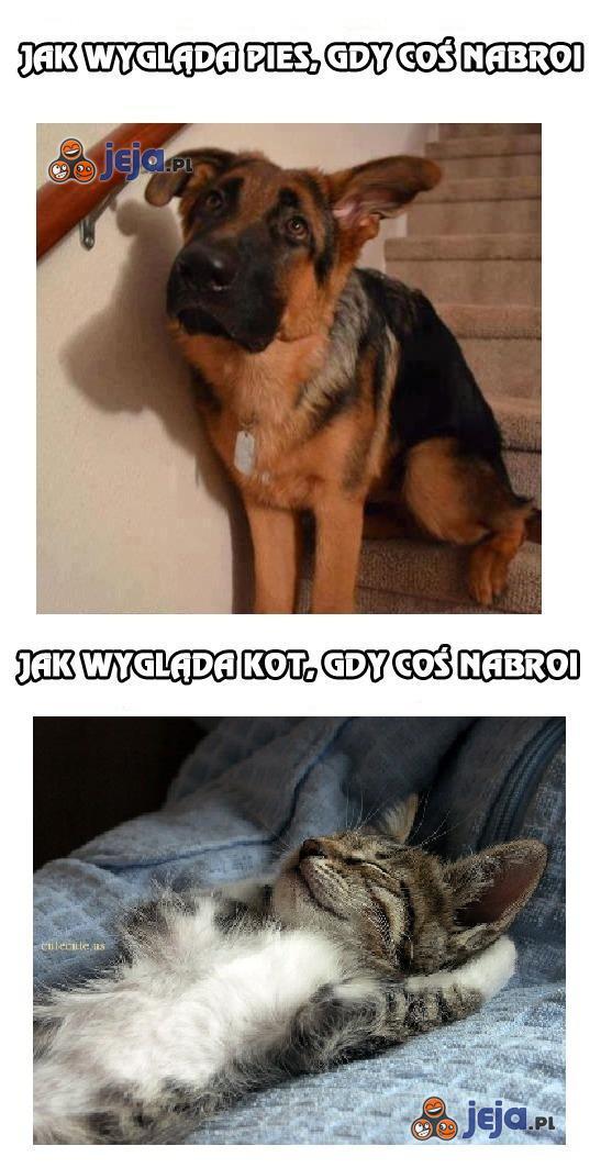 Pies vs. Kot