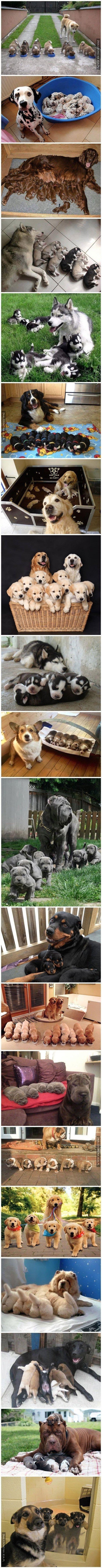 Dumni psi rodzice