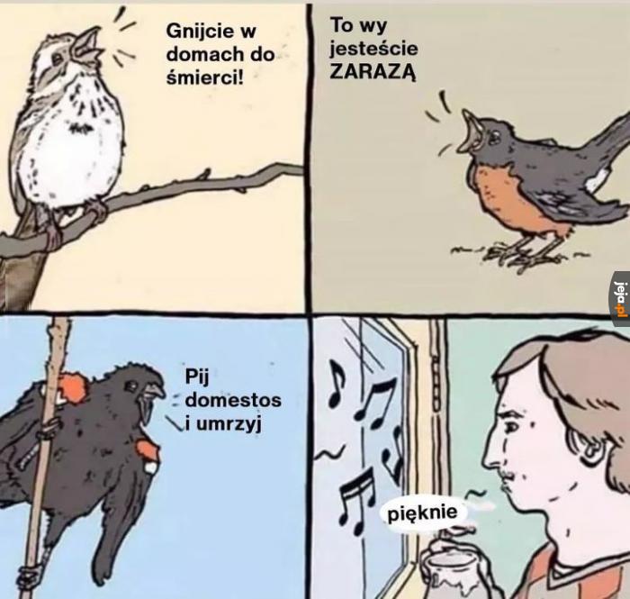 Ćwir ćwir
