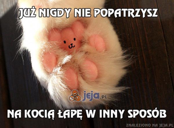 Magiczna kocia łapa