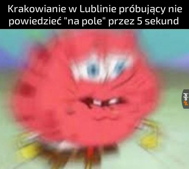 Na polu się sadzi kapustę