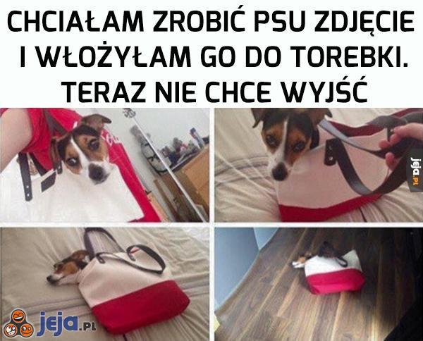 Taki już jest żywot psa torebkowego