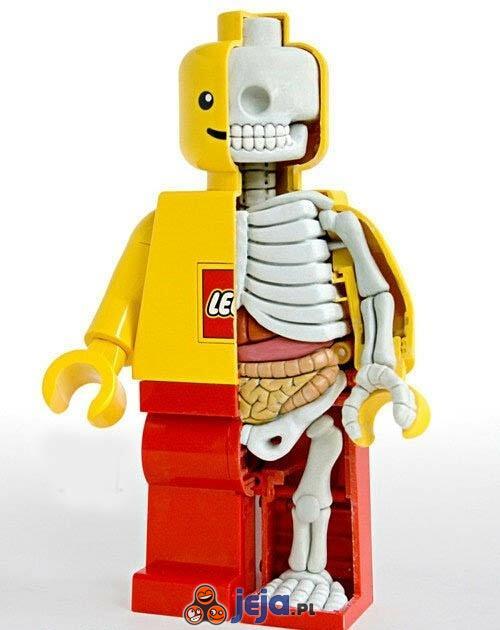 Anatomia lego
