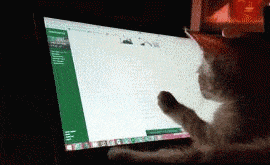Wstałem rano i zobaczyłem, że kot korzysta z mojego komputera!