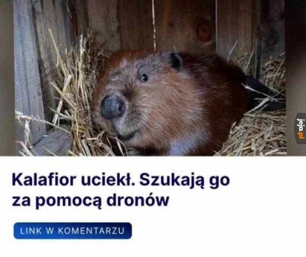 Mogli go nie zamykać w klatce z drewna