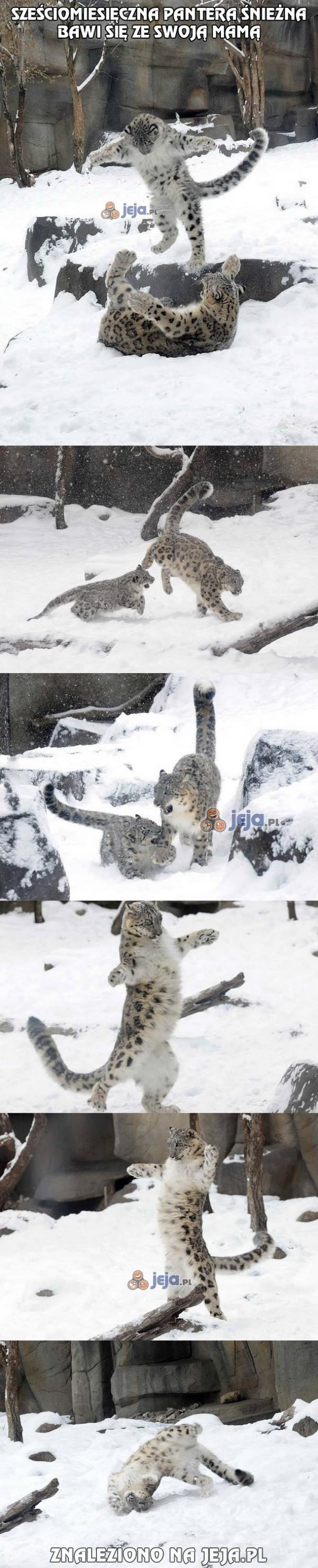 Duże koty lubią śnieg