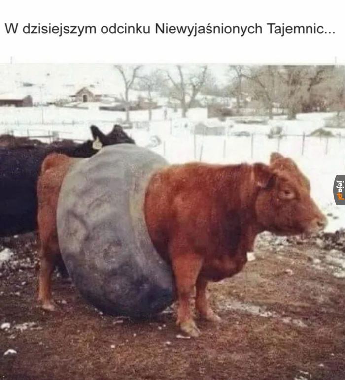 Sam bym się chętnie dowiedział