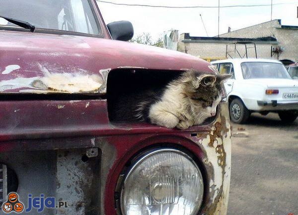 Kotek w samochodzie