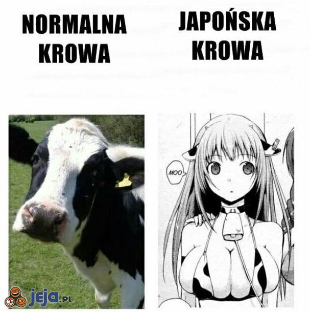 Normalna krowa vs japońska krowa