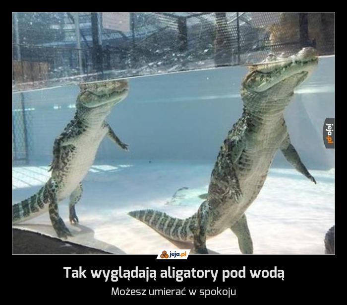 Tak wyglądają aligatory pod wodą