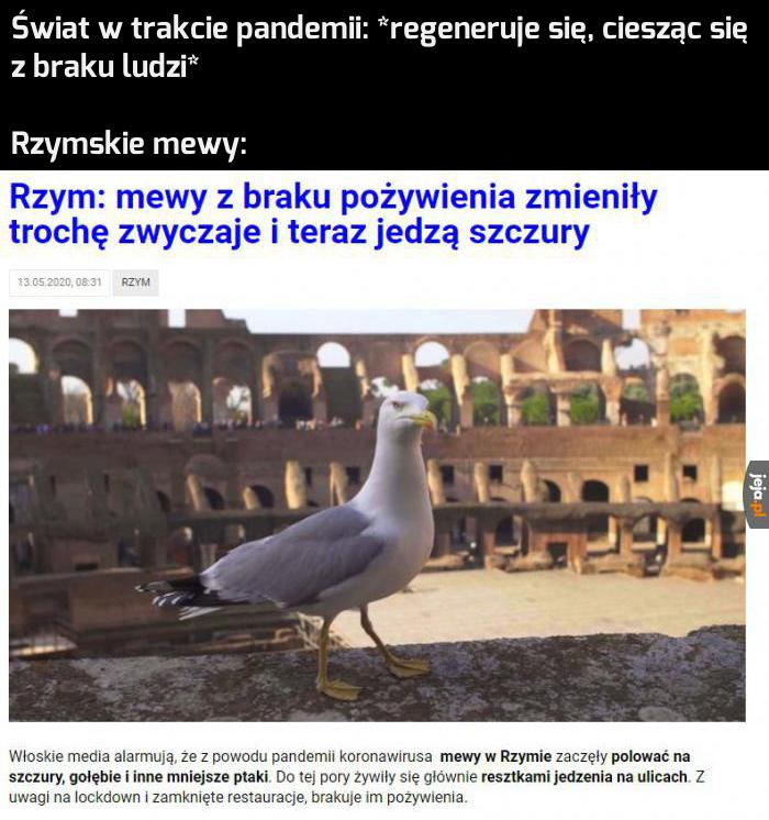 Rzymska deratyzacja