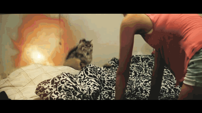 Koteł w filmie akcji