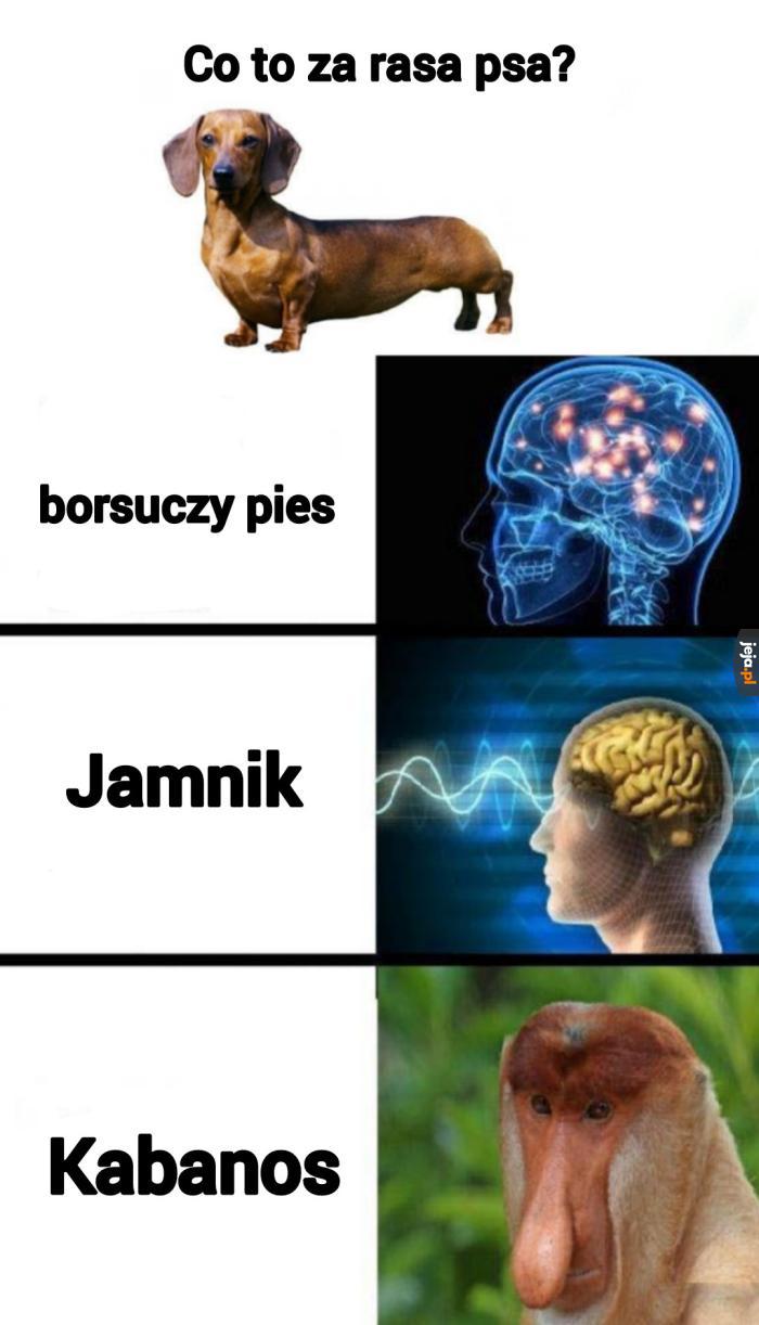 Chodzący dynamit