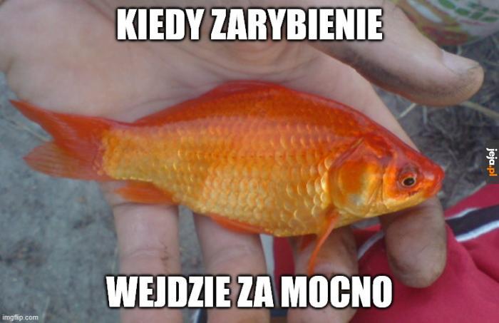 Zarybianie