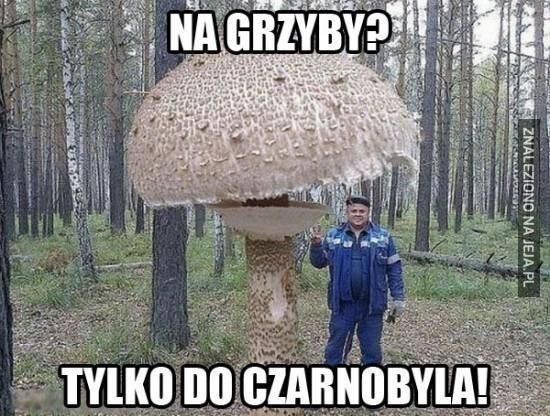 Idziemy do lasu