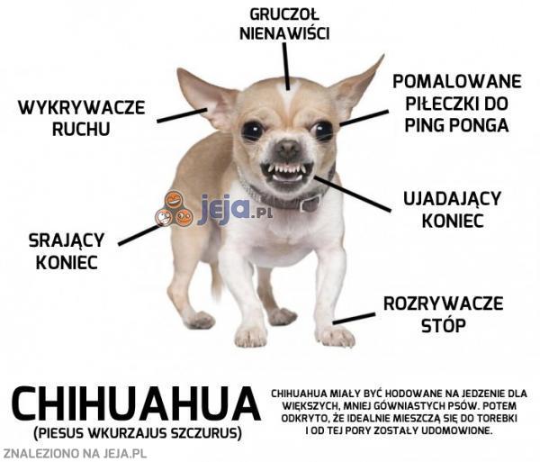 Anatomia Chihuahuy