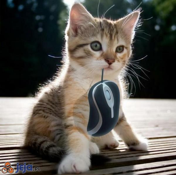 Mam myszkę!