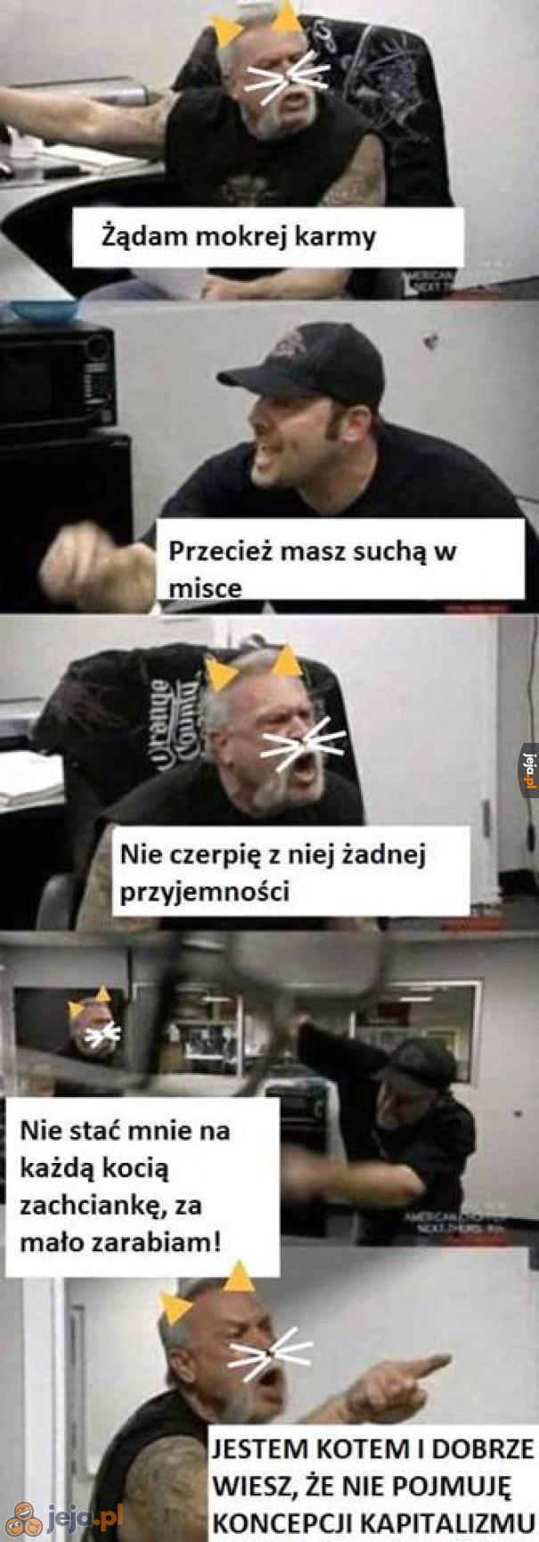 Kocisze tak majo