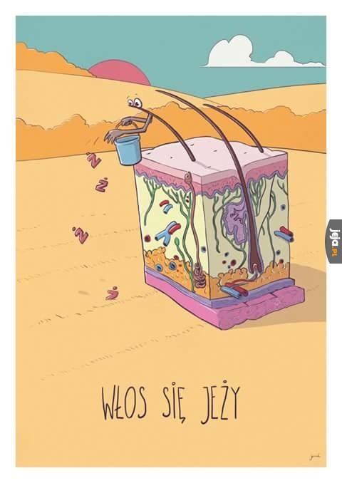 Włos się jeży