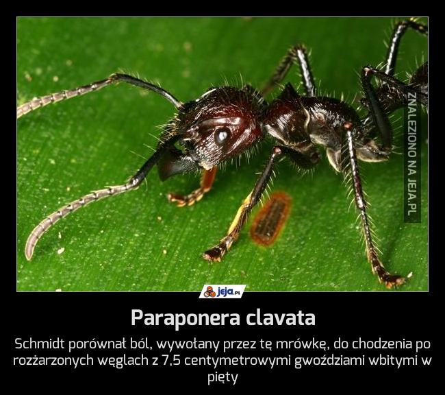 Paraponera clavata