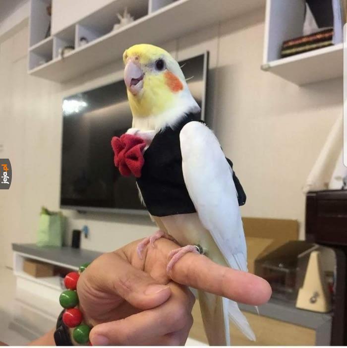 Papuga z arystokracji