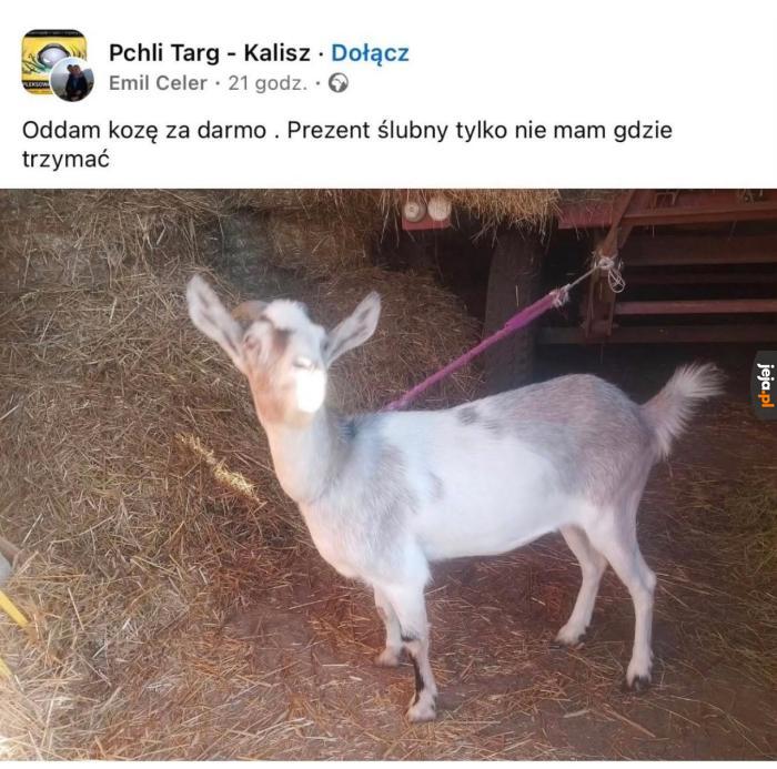 Ktoś chętny?