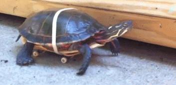 Żółw na deskorolce