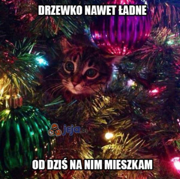Kotek polubił Twoje drzewko