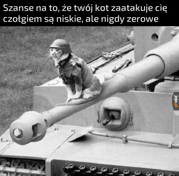 Na froncie I wojny światowej było około pół miliona kotów