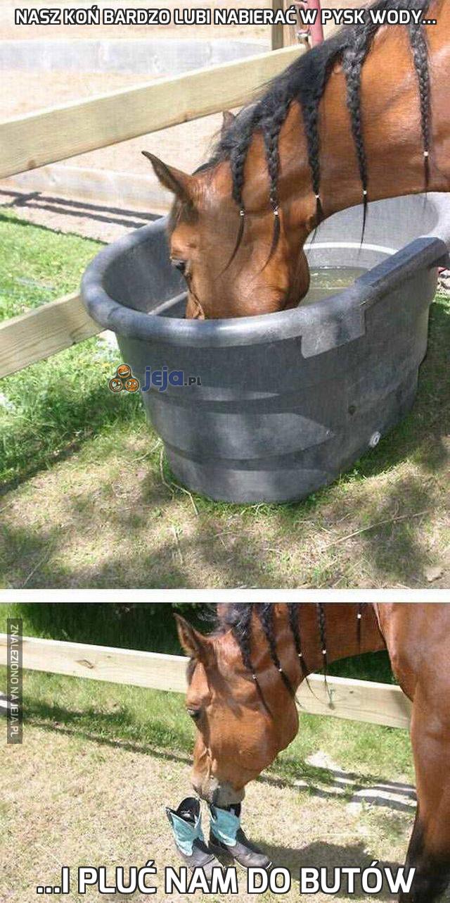 Nasz koń bardzo lubi nabierać w pysk wody...