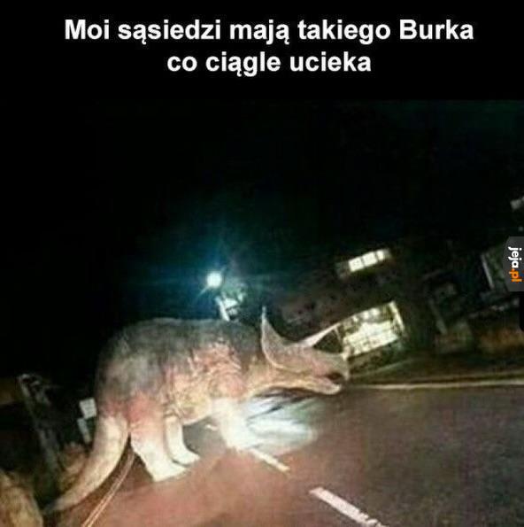Fredi Kamionka ewoluował