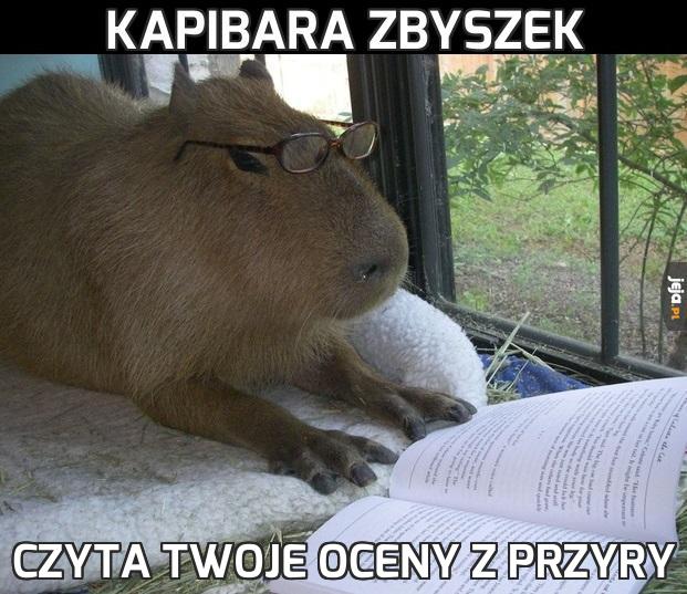 Kapibara Zbyszek