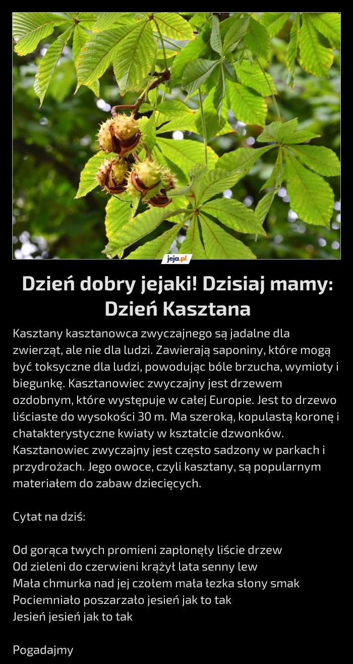 Dzień dobry jejaki! Dzisiaj mamy: Dzień Kasztana