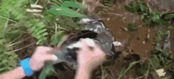 Koleś ratuje kota przed wężem