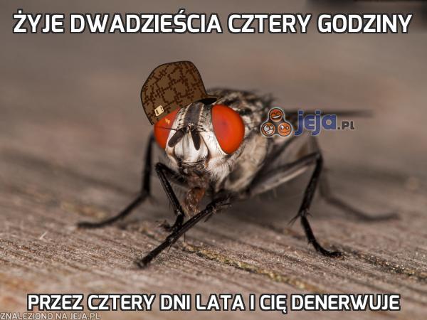 Żyje dwadzieścia cztery godziny