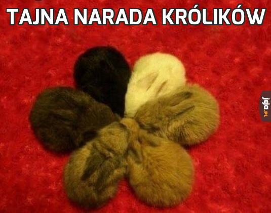 Tajna narada królików