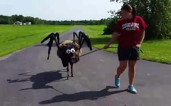Spiderdonkey