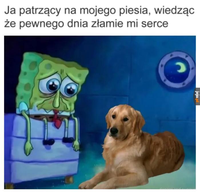 Czemu psy tak krótko żyją..?