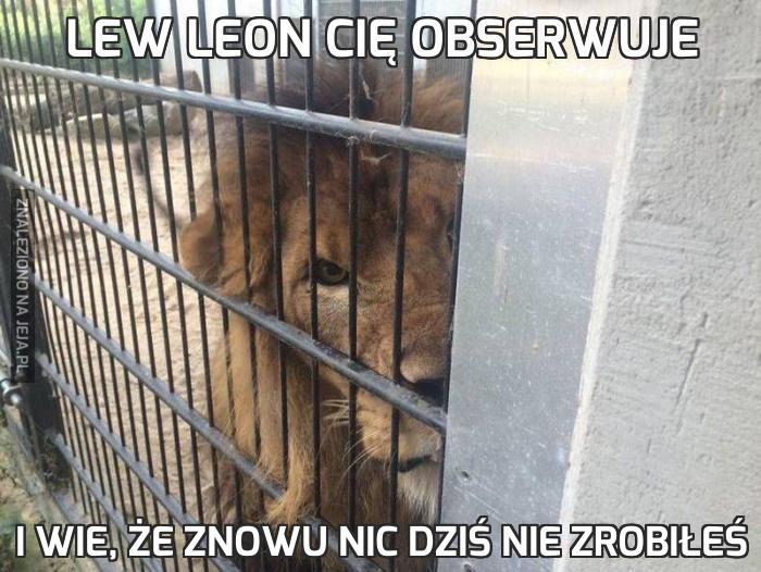 Lew Leon Cię obserwuje