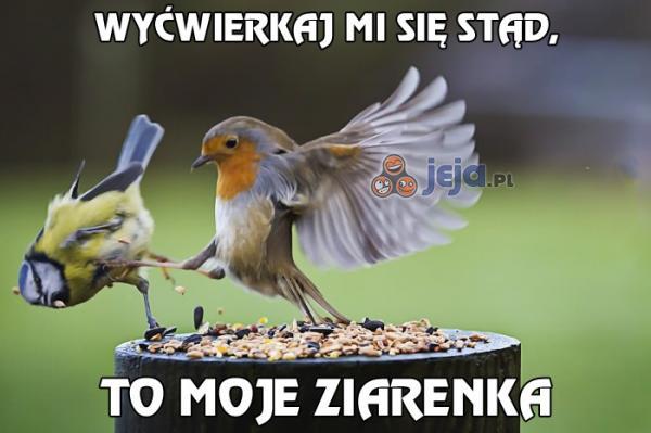 Wyćwierkaj mi się stąd