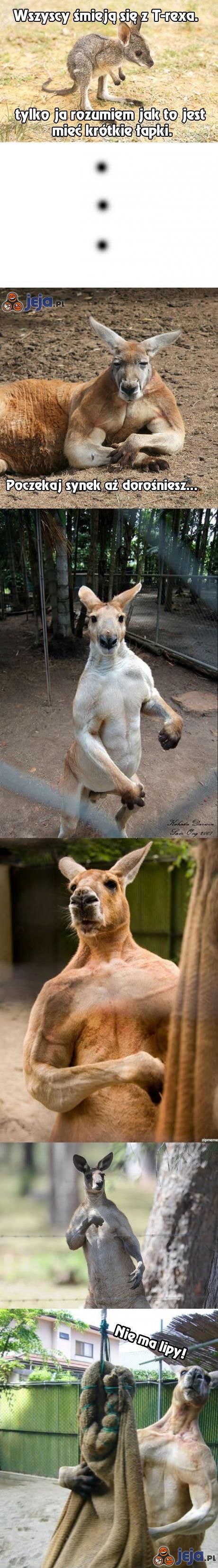 Krótkie łapki kangura