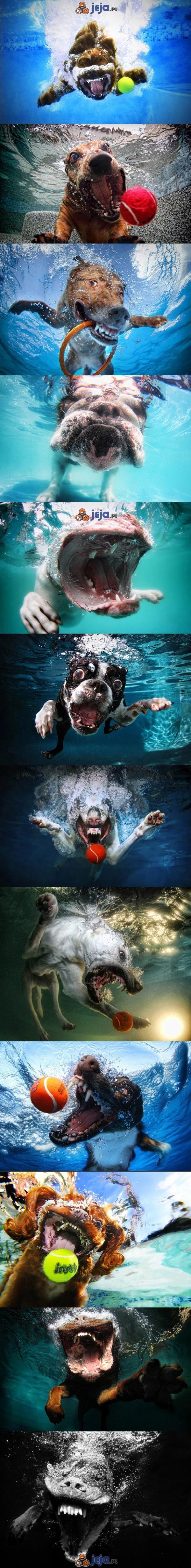 Jak psy wyglądają pod wodą