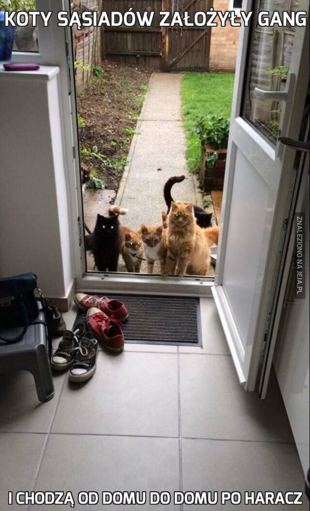 Koty sąsiadów założyły gang