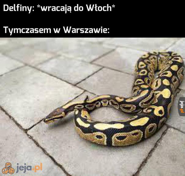 Pamiętacie akcję szukania pytona z 2018?