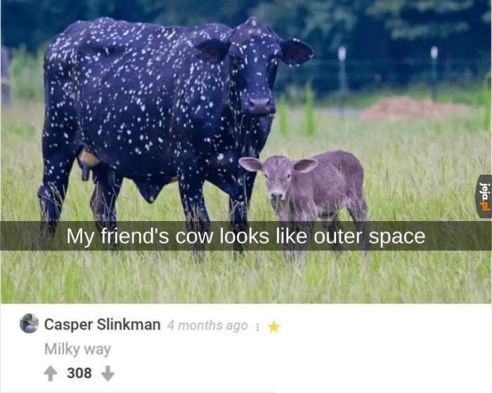 Gwiezdna krowa
